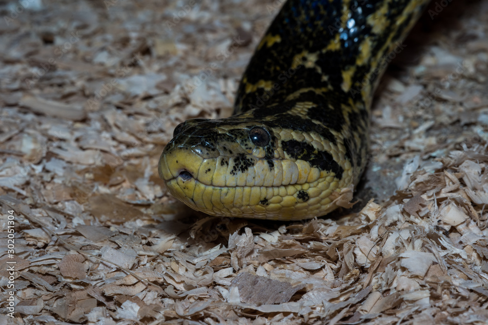 Fototapeta premium Yellow-black snake creeping on the ground