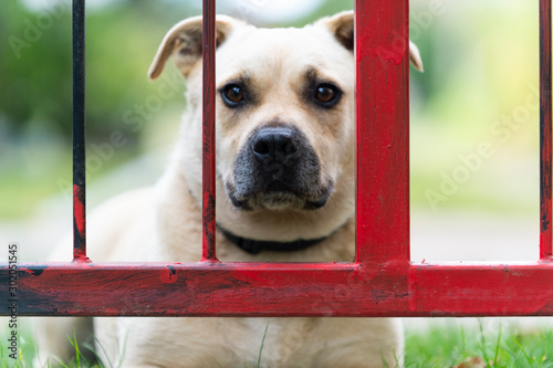 Close up portrait of cute yellow dog mixed breed photo