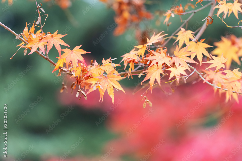 Selective focus of maple leaves in autumn season. Selective focus of maple leaves in autumn season.