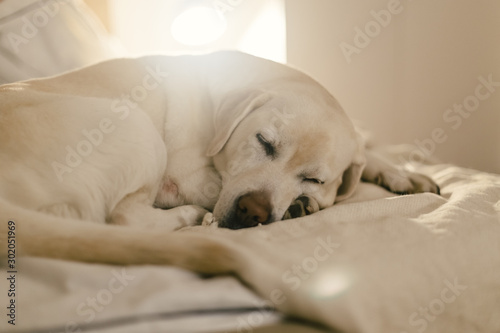 the dog is sleeping on the blanket in the light of the lamp