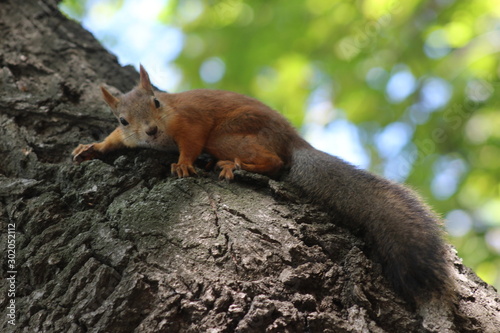 squirrel