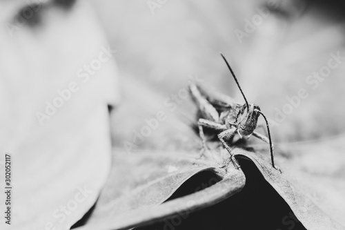 Grasshopper sitting on a leaf. Macro photo.