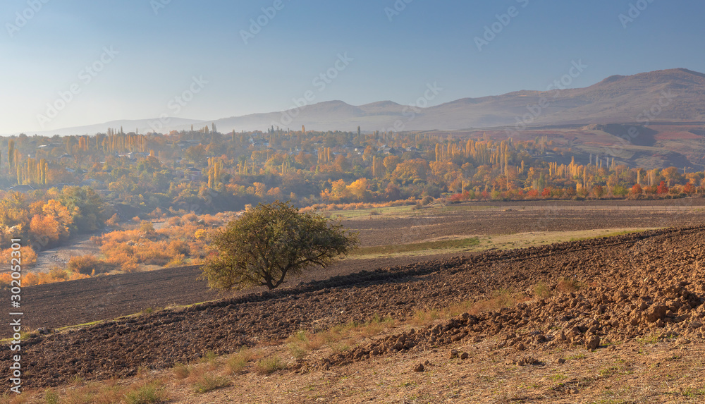 Fototapeta premium Lonely Standing Tree Plowed Field