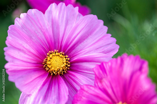 Pink Cosmos flower in a field