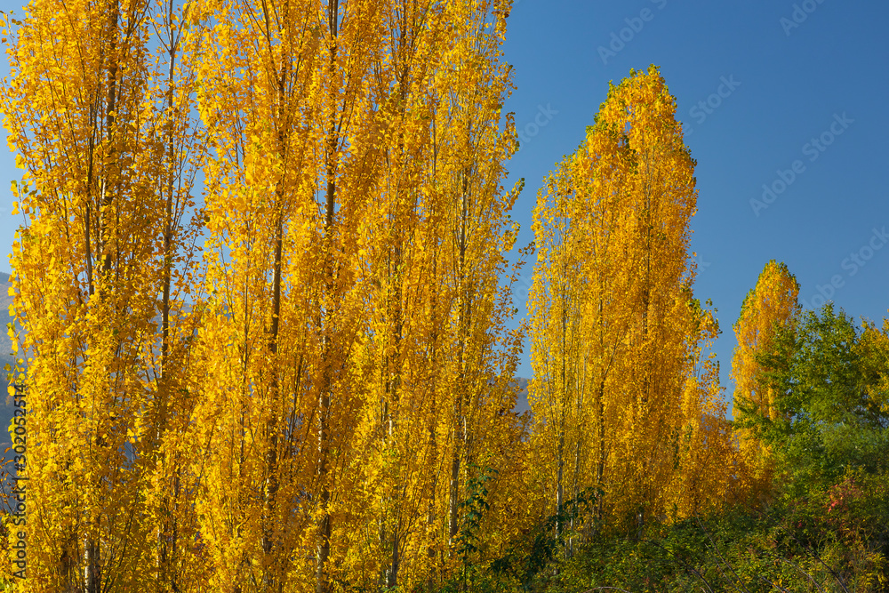 Fototapeta premium Yellowed Poplar Leaves in Autumn