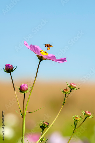 A bee hovering on a Cosmos flower in a field up close