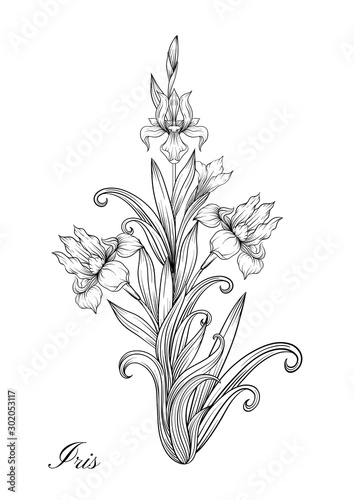 Iris flower, fleur-de-lis, flower-de-luce, flag. Element for design. Outline hand drawing vector illustration. In art nouveau style, vintage, old, retro style. In botanical style. photo
