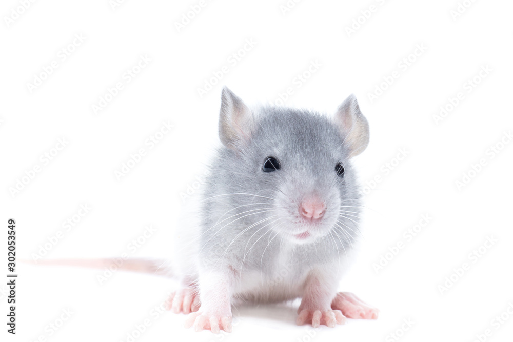rat on white background rat on white background