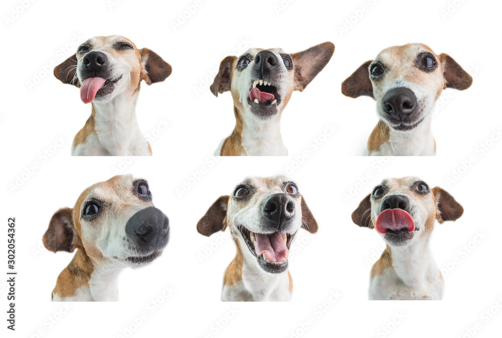 Collage set of 6 dogs portraits with different emotions. White background.  funny dog face expression Stock Photo | Adobe Stock