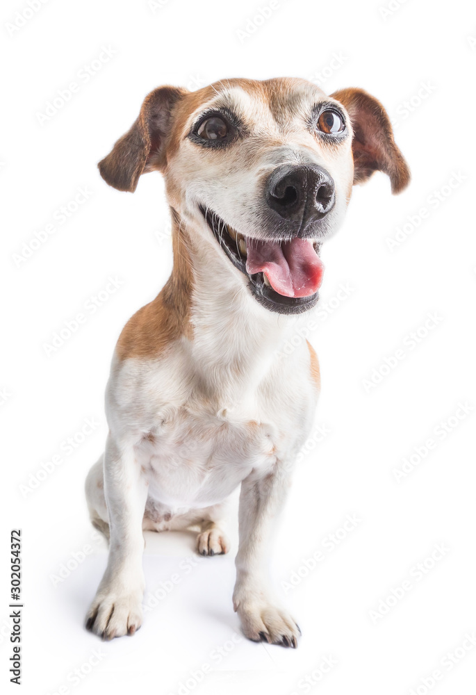 Dog sitting on white background. Positive smiling emotions. teeth smile. 