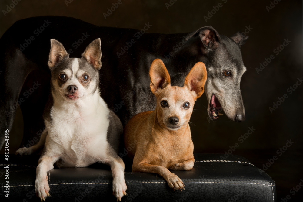 Portrait of two small dogs and a black grayhound behind sitting on a bench