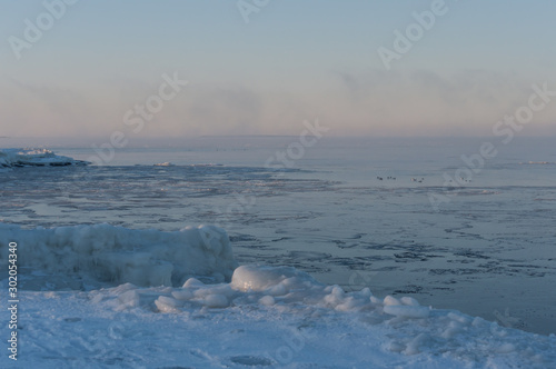Birds swimming among the ice on extremely cold morning by the Baltic sea in Pori, Finland