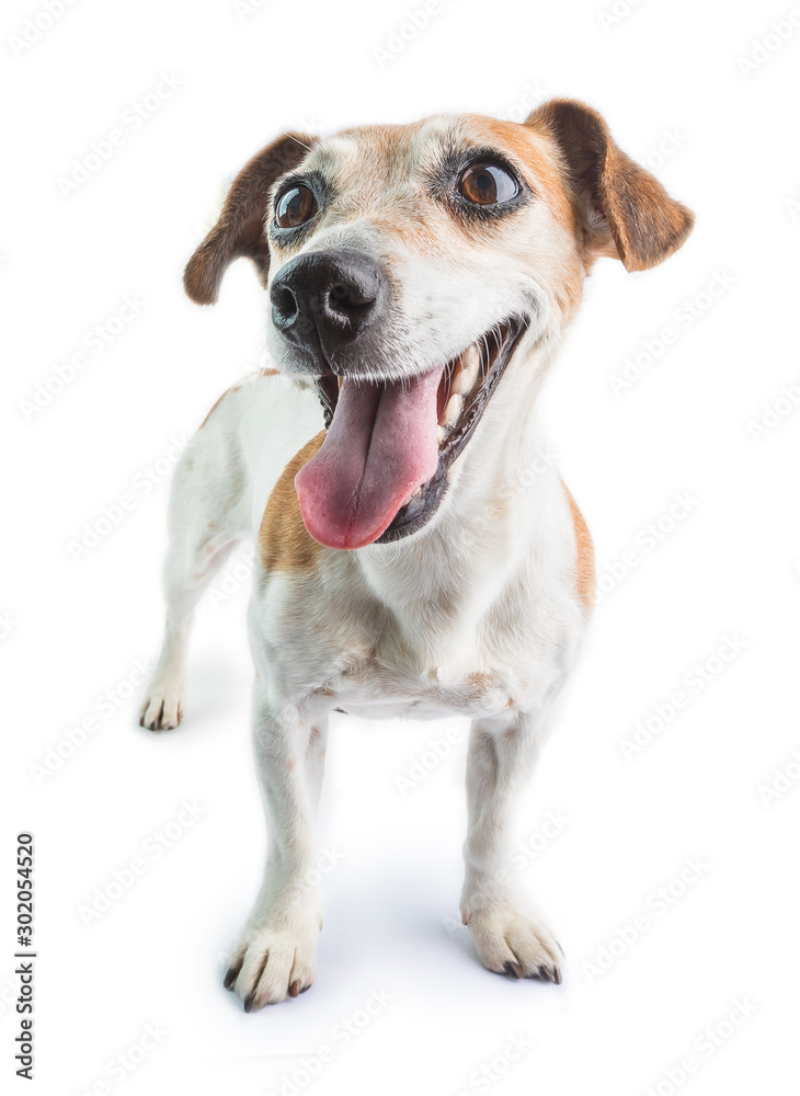 smiling dog tongue out lookin left side. white background