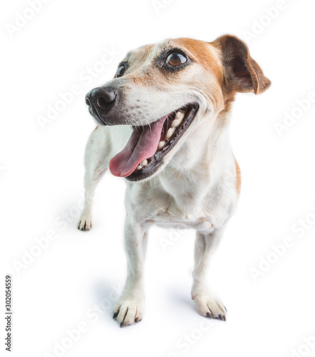 Fototapeta Naklejka Na Ścianę i Meble -  adorable smiling positive motivation dog face. White background. 