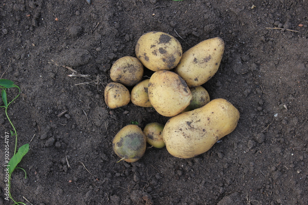 potato tuber potato tuber