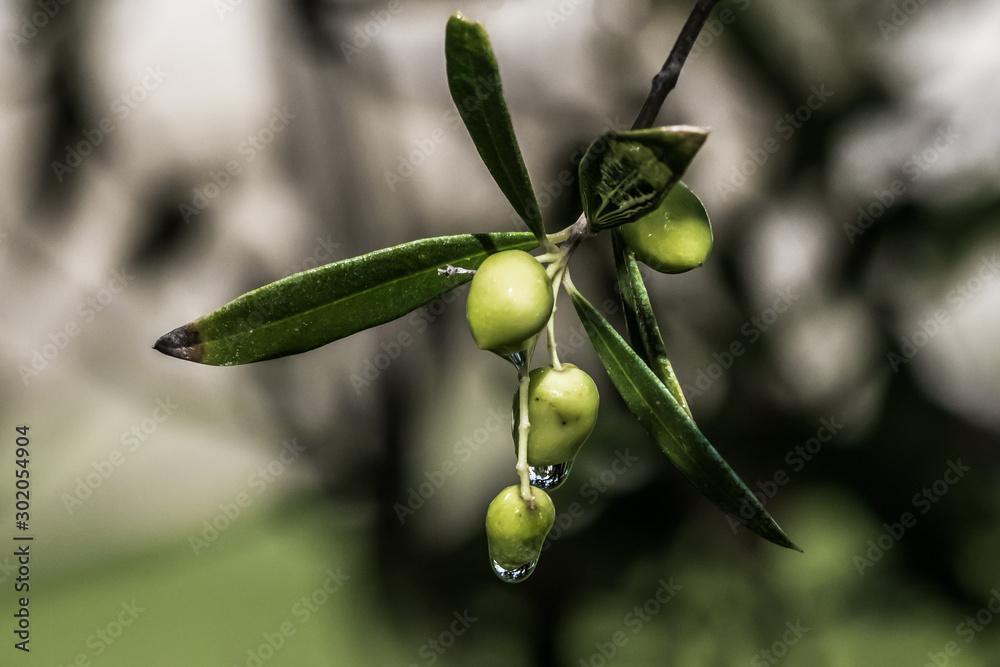 Raindrops trickle down from an olive branch Raindrops trickle down from an olive branch