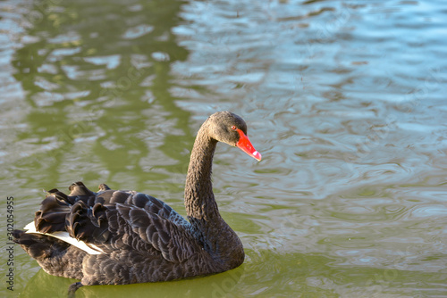 Two black swans with a red beak swim on the lake.