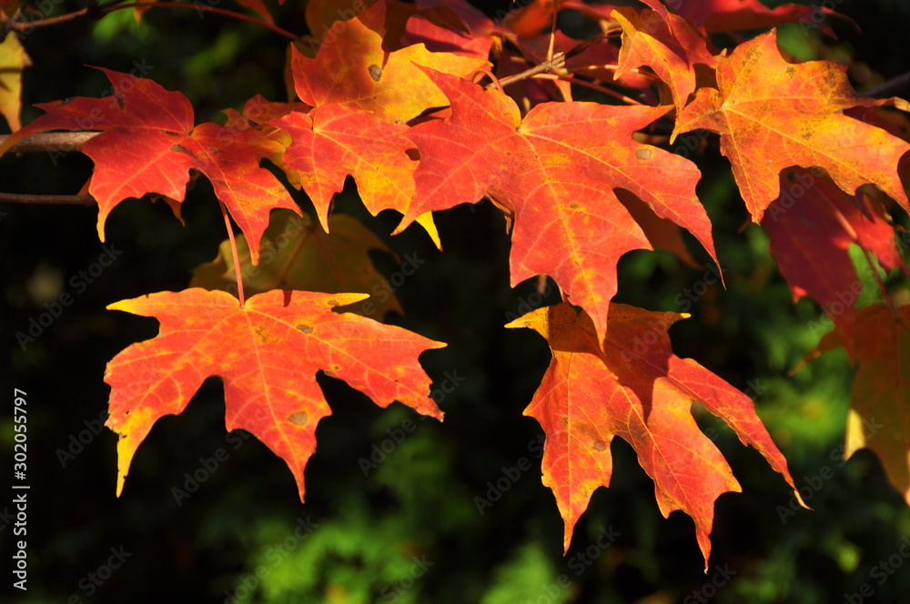 Orange Leaves on Tree