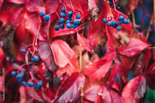 background of red leaves and blue berries of a wild vineyard.