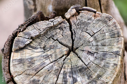 A closeup of a slice of an old tree stump. Wood texture with annual rings.