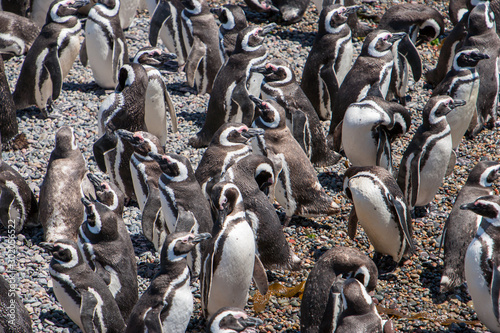 Pinguine, Kolonie, Pinguin, Peninsula Valdes, Valdés, Halbinsel
