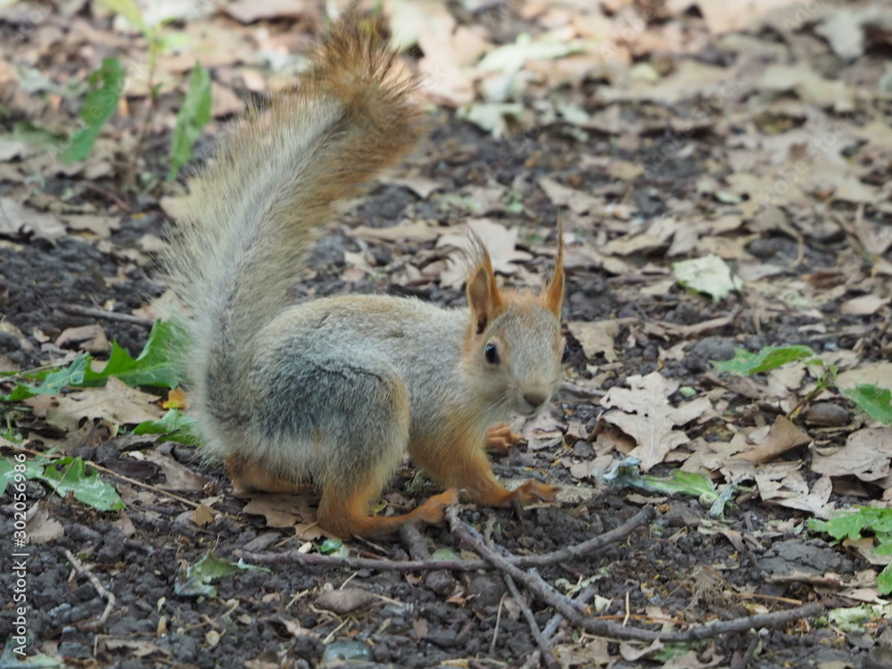 squirrel squirrel