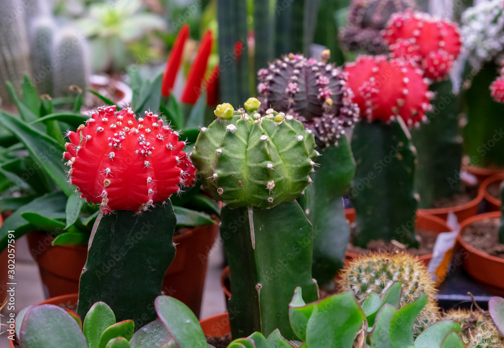 Red and green Cactuses. Decorative caсtuses Gymnocalycium.