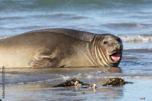 Seehund, Seelöwe, See Elefant, Valdes, Argentinien, Halbinsel