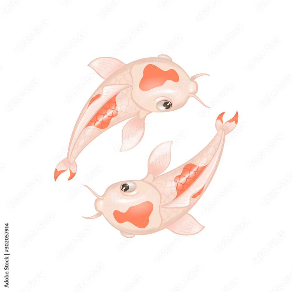 Fototapeta premium Isolated koi fish on white background 