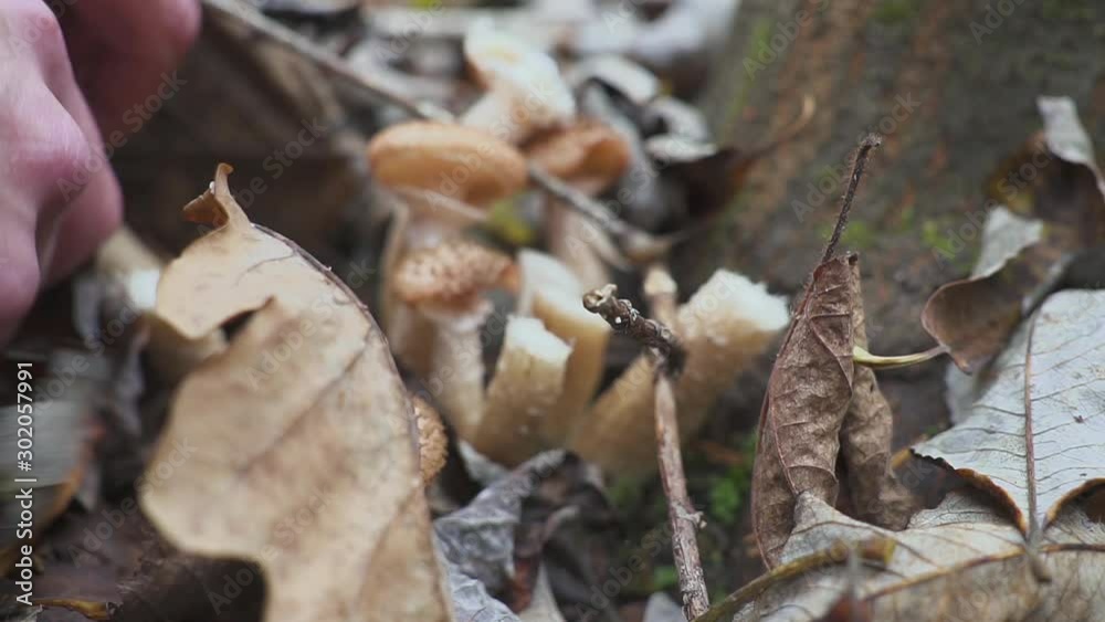 Picking mushrooms in forest,a man cuting mushrooms Picking mushrooms in forest,a man cuting mushrooms