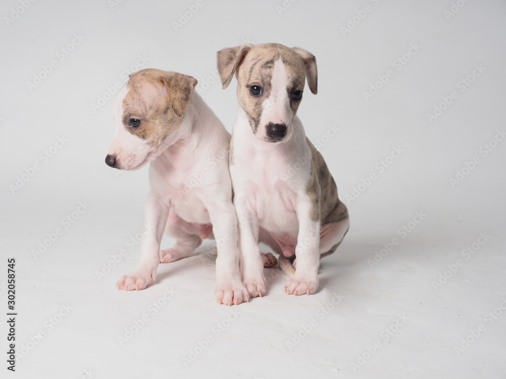Two Whippets Puppies tabby and white with one moth old
