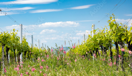 floral spacing in organic vineyard near Velke Bilovice, Moravia, Czech Republic