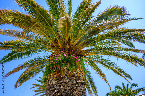 Korona palmy z rosnącymi na niej różowymi kwiatami. 