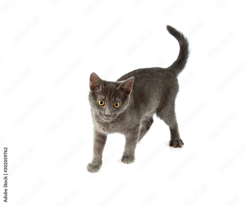 cute grey cat isolated on white background cute grey cat isolated on white background