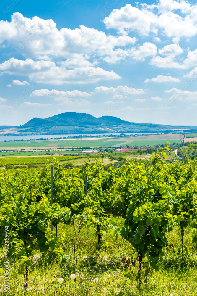 Fototapeta premium Palava with vineyards near Popice,South Moravia, Czech Republic