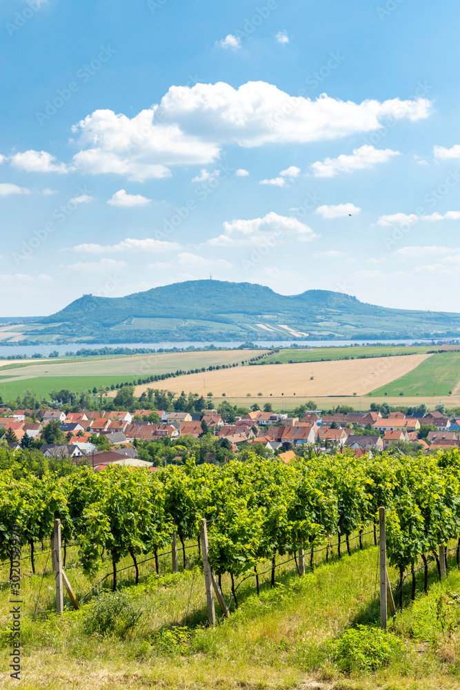 Palava with vineyards near Popice,South Moravia, Czech Republic