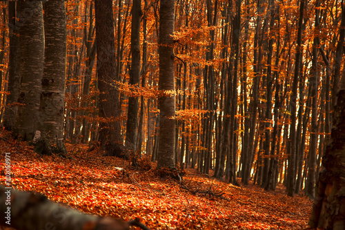 Autumn forest landscape with dried leaves and beech trees, fall nature landscape