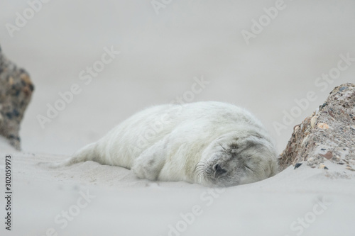 Young and cute grey seal pup, natural environment, close up, wildlife, Halichoerus grypus