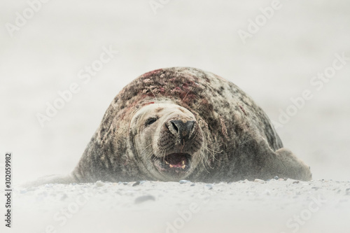 Grey seal in the natural environment, wildlife, close up, Halichoerus grypus photo