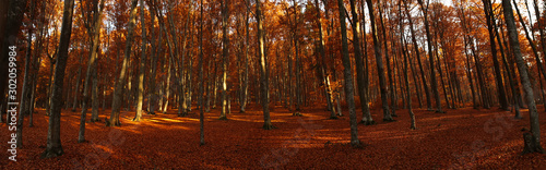 Autumn panorama of forest landscape with dried leaves and beech trees, fall nature landscape