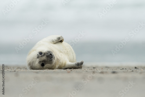 Young and cute grey seal pup, natural environment, close up, wildlife, Halichoerus grypus