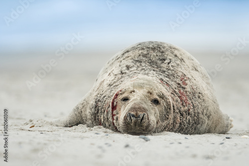 Grey seal in the natural environment, wildlife, close up, Halichoerus grypus
