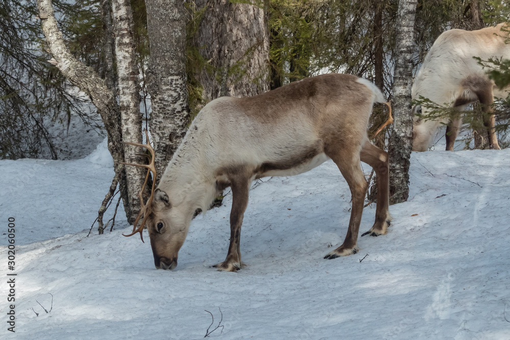 Reindeer in the snowy forest in Lapland, Finland Reindeer in the snowy forest in Lapland, Finland