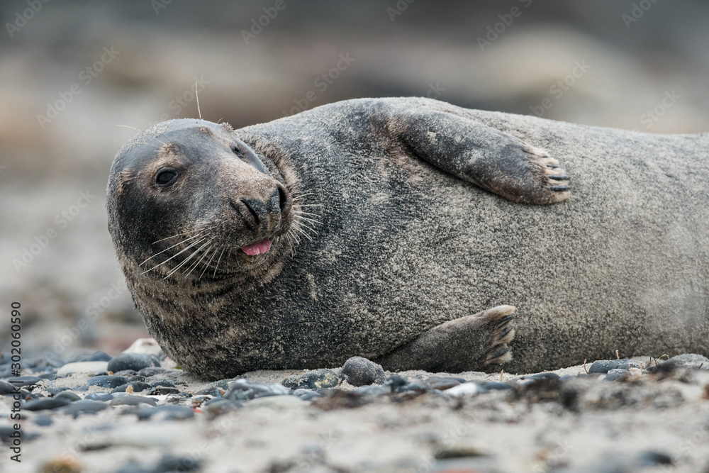 Fototapeta premium Grey seal in the natural environment, wildlife, close up, Halichoerus grypus