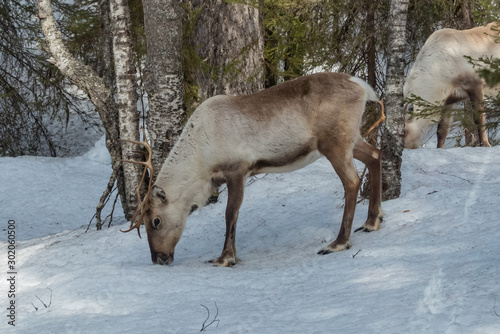 Reindeer in the snowy forest in Lapland, Finland