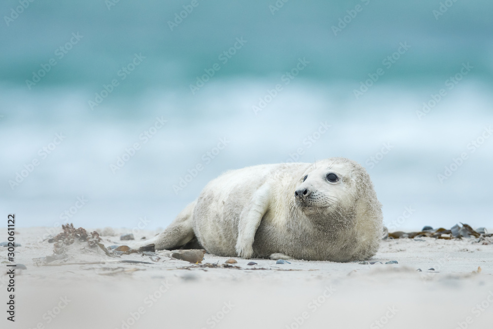 Young and cute grey seal pup, natural environment, close up, wildlife, Halichoerus grypus Young and cute grey seal pup, natural environment, close up, wildlife, Halichoerus grypus