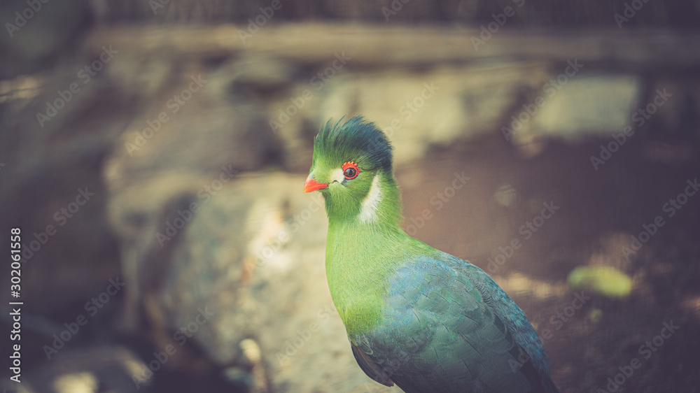 oiseau vert oeil orange