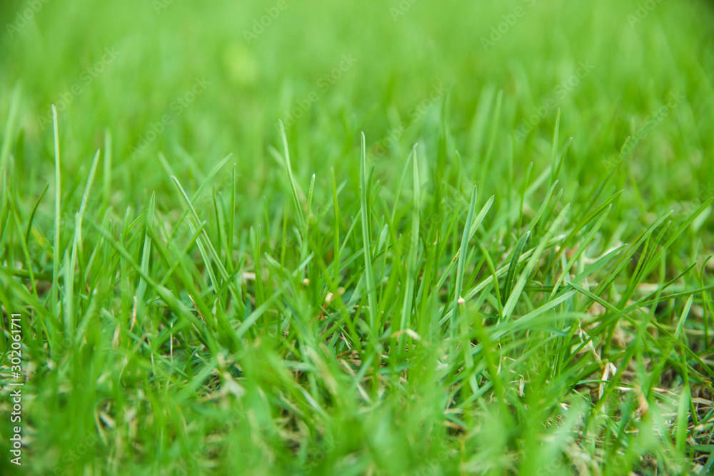 green grass background on the lawn. fresh grass texture with soft focus green grass background on the lawn. fresh grass texture with soft focus