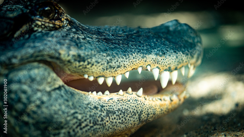 Obraz premium crocodile dents