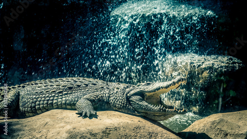 crocodile cascade 